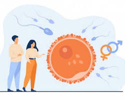 Зображення: Різні етапи ЕКЗ